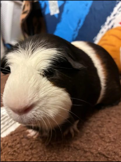 #12  100% handmade wool-felt Giunea Pig