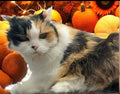 #08 100% Handmade 3D cat portrait (Calico Cat)