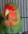 #07 Wool felt pet parrot