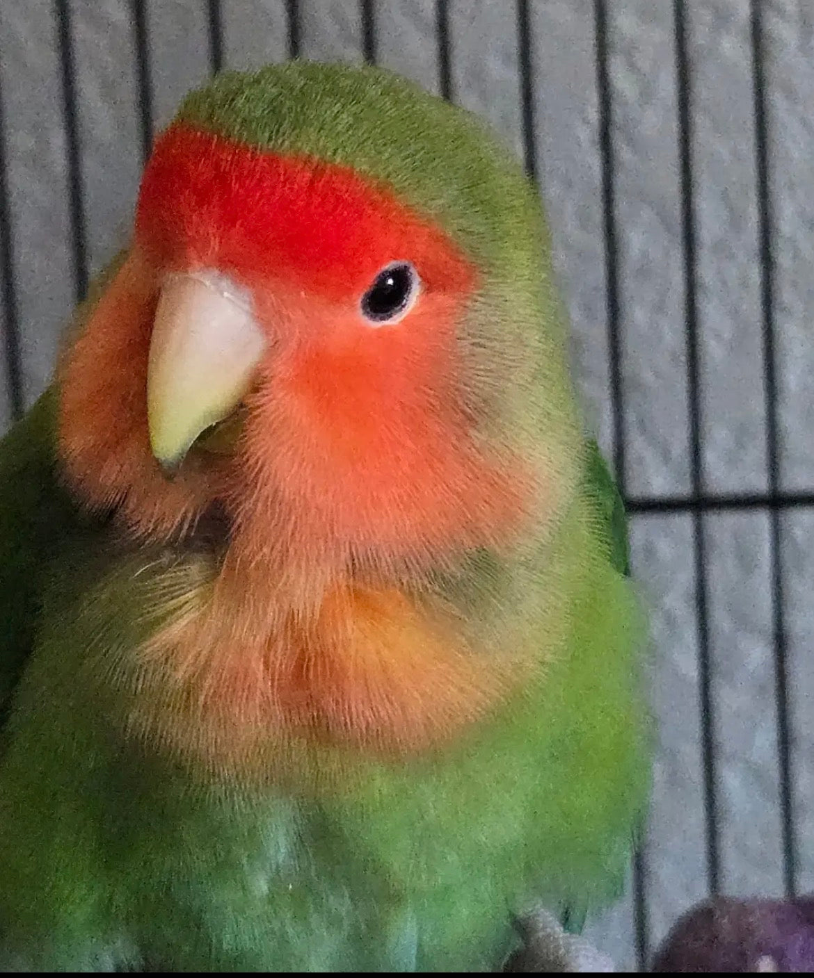 #07 Wool felt pet parrot