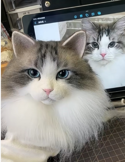 #03 Woolfelt 3D Cat Head (long hair multiple colors) | MeetPet