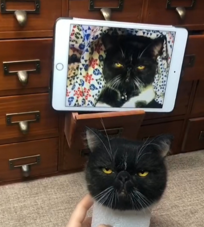 #01   Woolfelt 3D Cat Head (short hair) | MeetPet