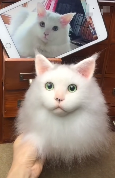 #02   Woolfelt 3D Cat Head (long hair, simple color) | MeetPet