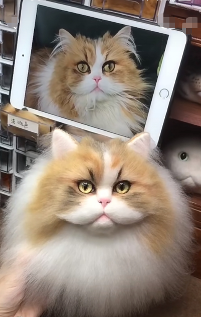 #03 Woolfelt 3D Cat Head (long hair multiple colors) | MeetPet