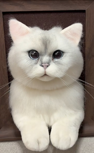 #05 Woolfelt 3D Cat Head with chest and legs | MeetPet