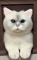 #05 Woolfelt 3D Cat Head with chest and legs | MeetPet