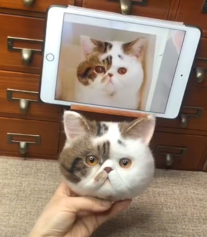 #01   Woolfelt 3D Cat Head (short hair) | MeetPet