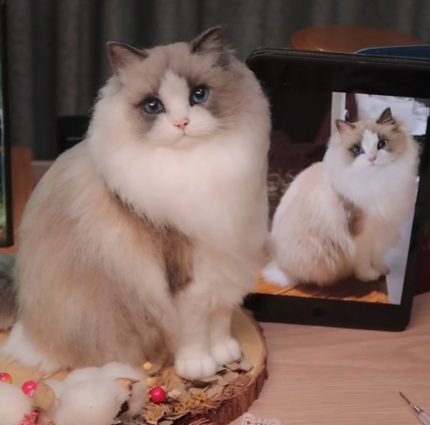 #06 Woolfelt 3D Cat / Dog (Full Body) | MeetPet