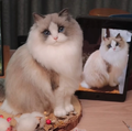 #06 Woolfelt 3D Cat / Dog (Full Body) | MeetPet